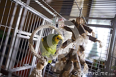 Beautiful sweet parrot home amazon green with yellow crest red feathers sitting on a branch in a cage, sitting on the Stock Photo