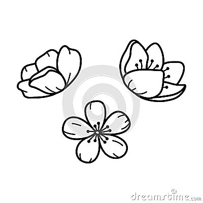 Beautiful sweet pea flowers, line art plant. Garden summer blossom. Natural floral design element. Vector Vector Illustration