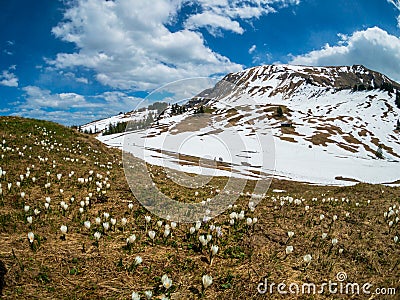 Beautiful Switzerland mountains landscape with blooming crocus flowers Stock Photo