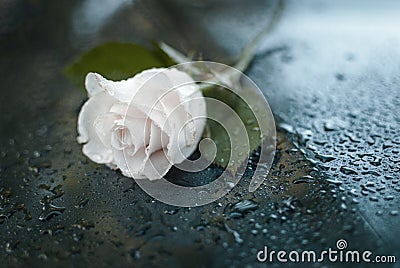 Beautiful Symbolic White Dewy Rose. Stock Photo