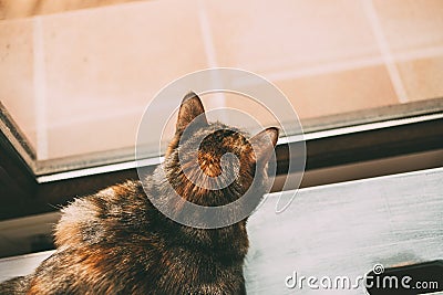 Beautiful tabby cat looking through the window. Back portrait. Beautiful short haired cat. Stock Photo