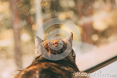 Beautiful tabby cat looking through the window. Back portrait. Beautiful short haired cat. Stock Photo