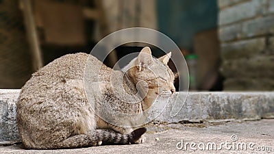 Beautiful tabby cat sitting with closed eyes. Sleepy cat portrait. blur background Stock Photo