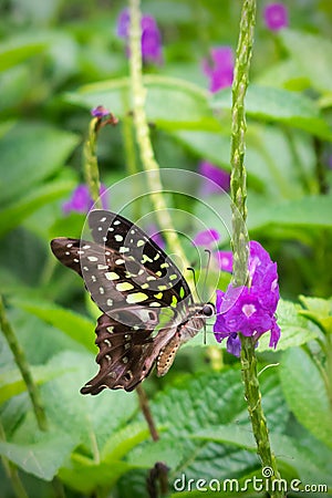 A beautiful Tailed Jay Butterfly perched on flowers Stock Photo