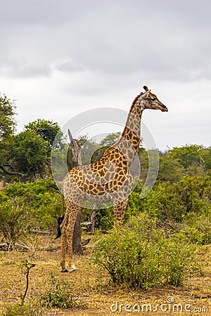 Beautiful tall majestic giraffe Kruger National Park safari South Africa Stock Photo