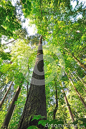 Beautiful Tall trees of Oregon Stock Photo