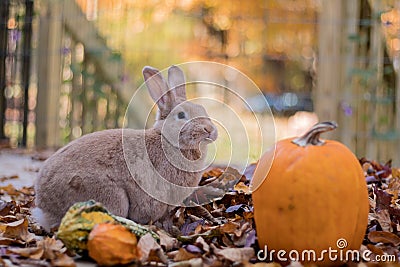 Beautiful tan and rufous domestic bunny rabbit munches on fresh leaves in the fall Stock Photo