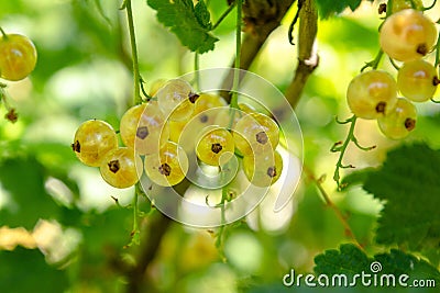 Beautiful tasty yellow currant berries growing on the branch of a bush Stock Photo
