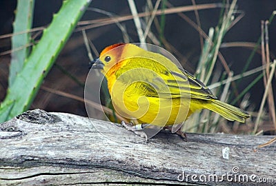 Taveta Golden Weaver Stock Photo