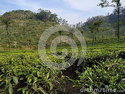Beautiful tea estate in thekkady Stock Photo