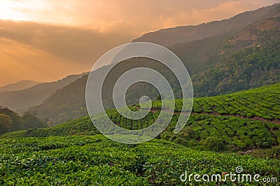 Tea plantations in Munnar, Kerala, India Stock Photo