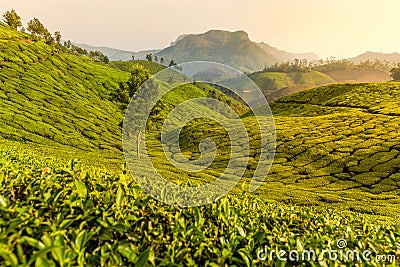 Beautiful Tea plantations at Munnar, Kerala, India at sunset/dusk. Stock Photo