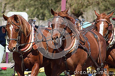 Beautiful team of horses pulling stagecoach Stock Photo