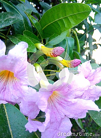 Pink flowers on a flowering tree Stock Photo