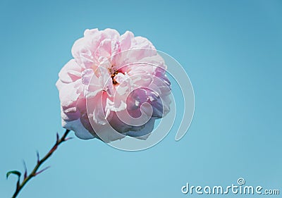 Beautiful Tender Pink Dahlia against Light Blue Sky and Copy space Stock Photo