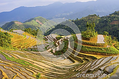 Beautiful terraced rice field in Hoang Su Phi in Vietnam Stock Photo