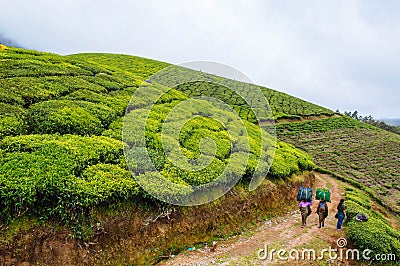 Beautiful terraced tea garden in the hill station of Munnar, Kerala Editorial Stock Photo