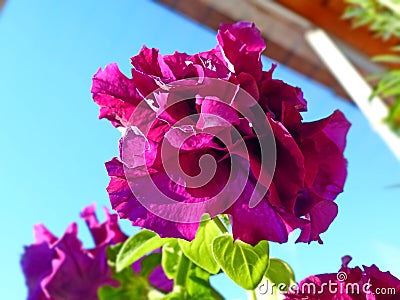 Beautiful terry petunia, a variety of `Double Cascade, Burgundy`. Beautiful large and bright flowers with a variety of colors Stock Photo