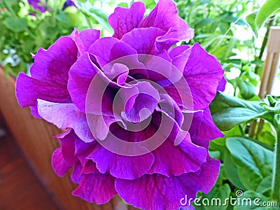 Beautiful terry petunia, a variety of `Double Cascade, Burgundy`. Beautiful large and bright flowers with a variety of colors Stock Photo