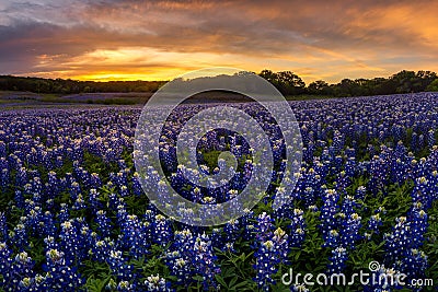 Beautiful Texas bluebonnet field in at Muleshoe Bend Recreation Stock Photo