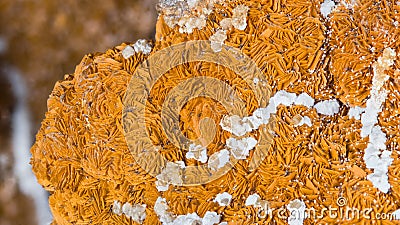 Beautiful texture detail of aragonite in orange and white color with clusters of crystals Stock Photo