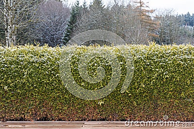 Beautiful texture of light Green branches of thuja bushes in autumn Stock Photo