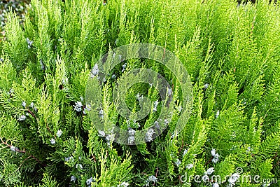 Beautiful texture of light Green branches of thuja bushes with cones Stock Photo