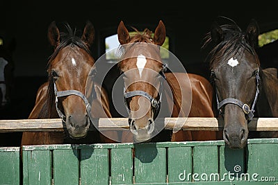 Beautiful thoroughbred horses at the barn door