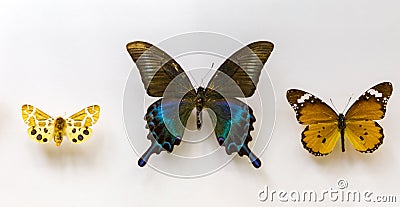 Beautiful three butterfly on white background Stock Photo