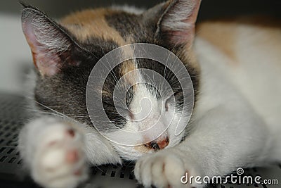 Beautiful three colored cute kitten sleeping lazy Stock Photo