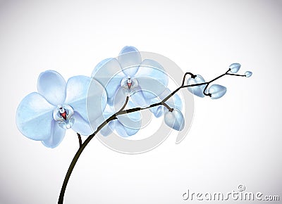 Beautiful three day old blue Orchids flowers in branch isolated on background. Orchid flower closeup Stock Photo
