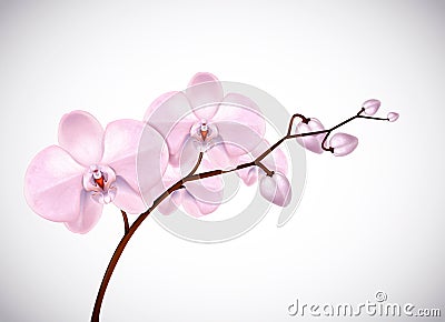 Beautiful three day old pink Orchids flowers in branch isolated on background. Orchid flower closeup Stock Photo
