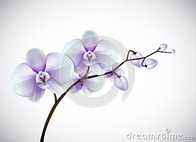 Beautiful three day old white and purple Orchids flowers in bran Vector Illustration