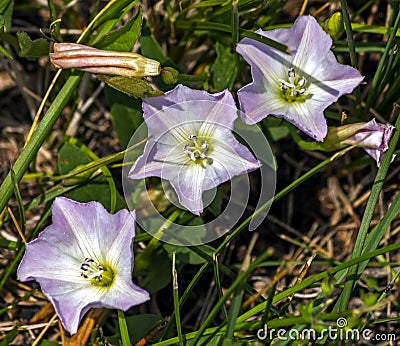 Beautiful three flower Stock Photo