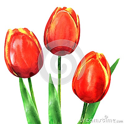 Beautiful three spring flowers tulips with leaves isolated, hand drawn watercolor illustration on white Cartoon Illustration