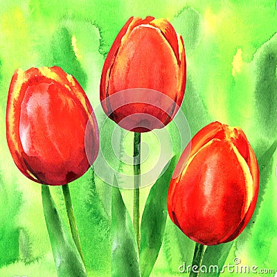 Beautiful three spring flowers red tulips with leaves, hand drawn watercolor illustration on green background Cartoon Illustration