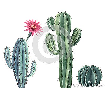 Beautiful three watercolor cactus hand drawn illustrations set. White background. Isolated objects. Cartoon Illustration