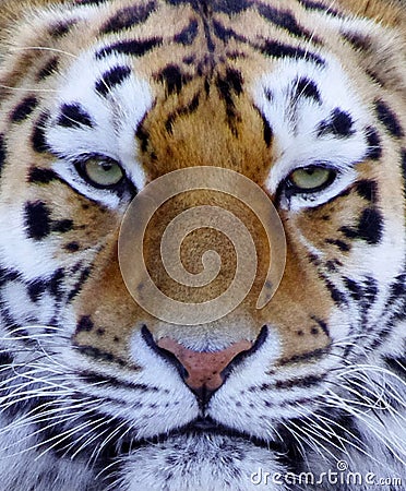 Tiger face close up in color Stock Photo