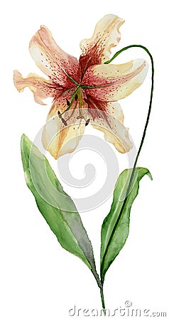 Beautiful tiger lily flower on a stem with green leaves. Watercolor painting. Floral illustration. Hand painted. Cartoon Illustration