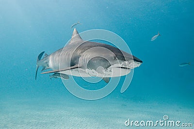 A beautiful tiger shark in a clear ocean Stock Photo