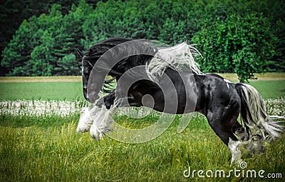 Beautiful tinker stallion , Gypsy Cob, Stock Photo