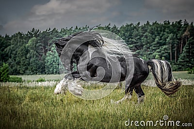 Beautiful tinker stallion , Gypsy Cob, Stock Photo