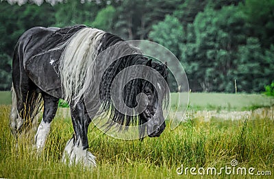 Beautiful tinker stallion , Gypsy Cob, Stock Photo