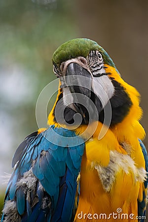 Beautiful tiny angry parrot in the woods Stock Photo