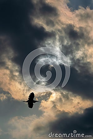 Beautiful tiny bird and the sun rays Stock Photo