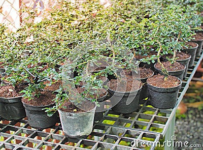 Beautiful Tiny Bonsai Tree. Tree garden plantations on the Plastic pots. Stock Photo