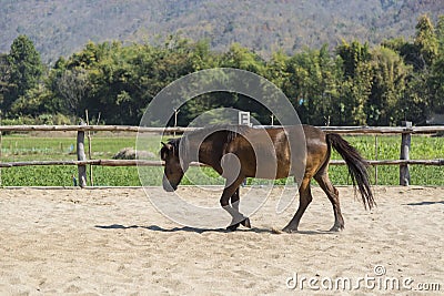 Beautiful tiny brown horse in farm relaxing in sand Stable Stock Photo
