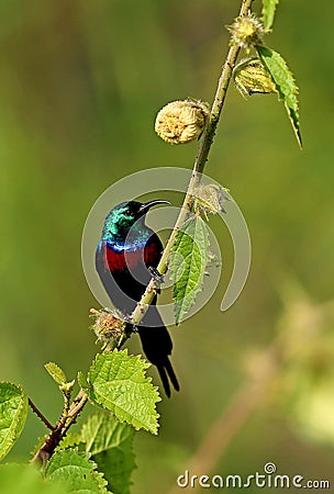 Beautiful tiny and colorful bird in the nature habitat Stock Photo