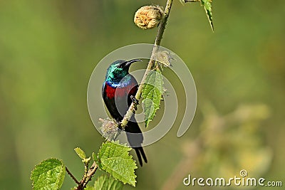 Beautiful tiny and colorful bird in the nature habitat Stock Photo