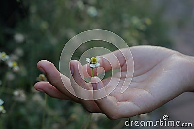 Tiny flower in one hand. Young woman hand holds the beauty of a wild flower blossom. Spa and beauty concept. Stock Photo